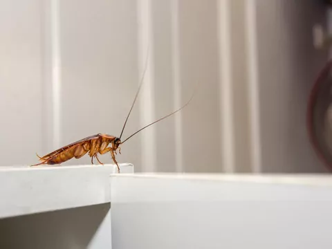 Skuteczny środek na karaluchy