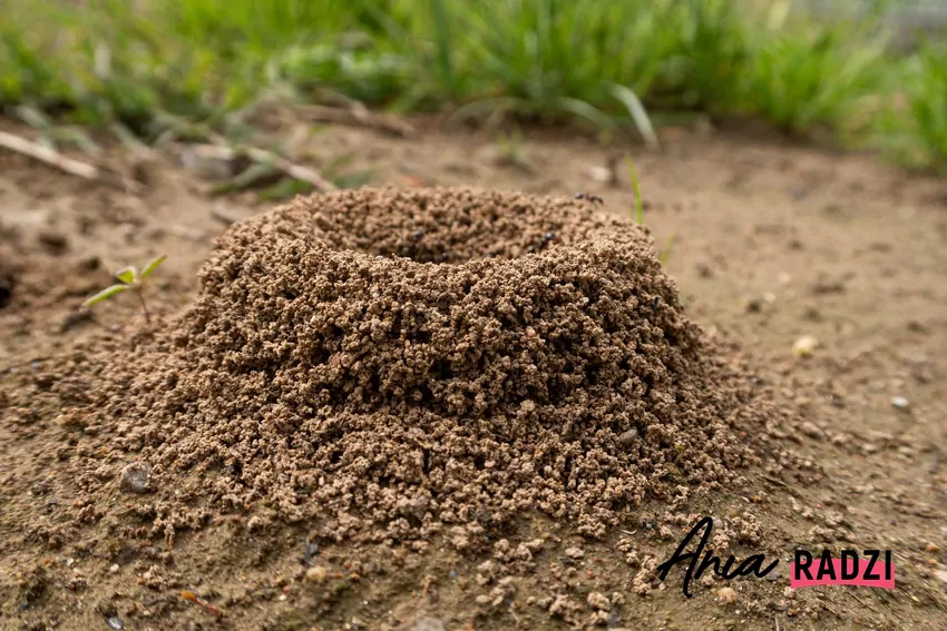 Mrowisko w ogrodzie