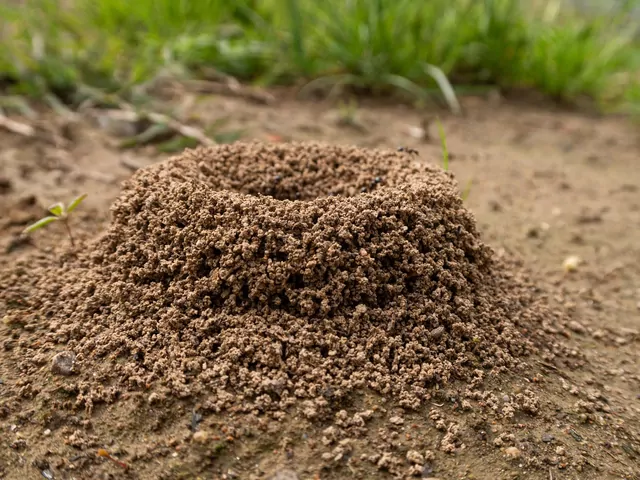Domowy sposób na mrówki