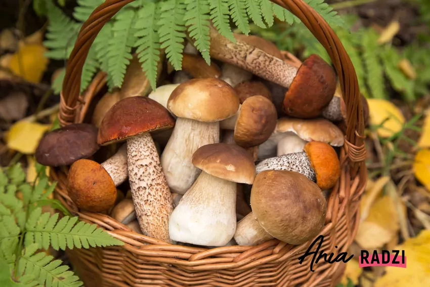 Grzyby w koszyku