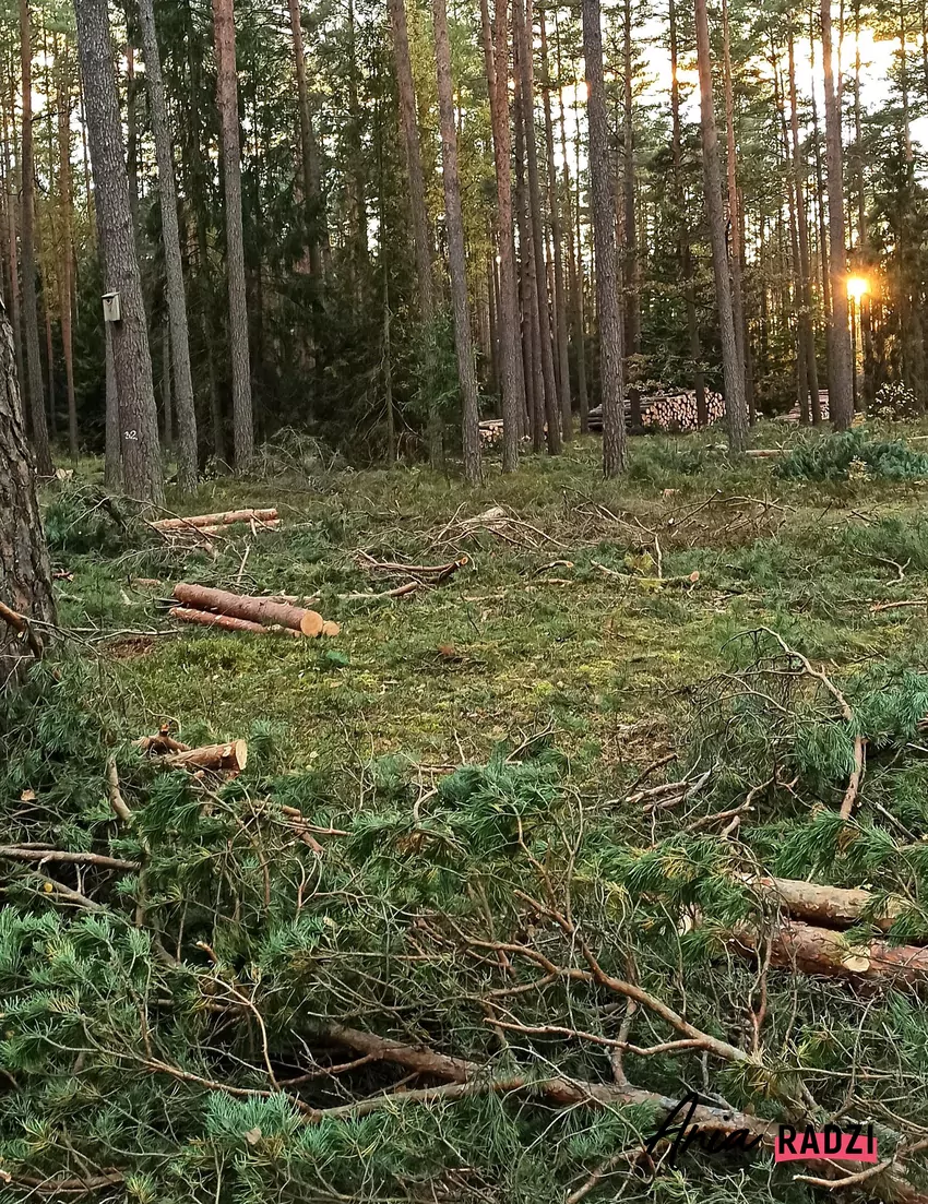 Po wyrobieniu sortymentów użytkowych na powierzchni pozostają niewymiarowe resztki