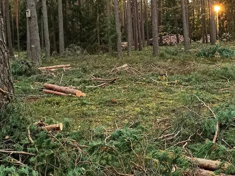 Samowyrób drewna - sposób na tani opał