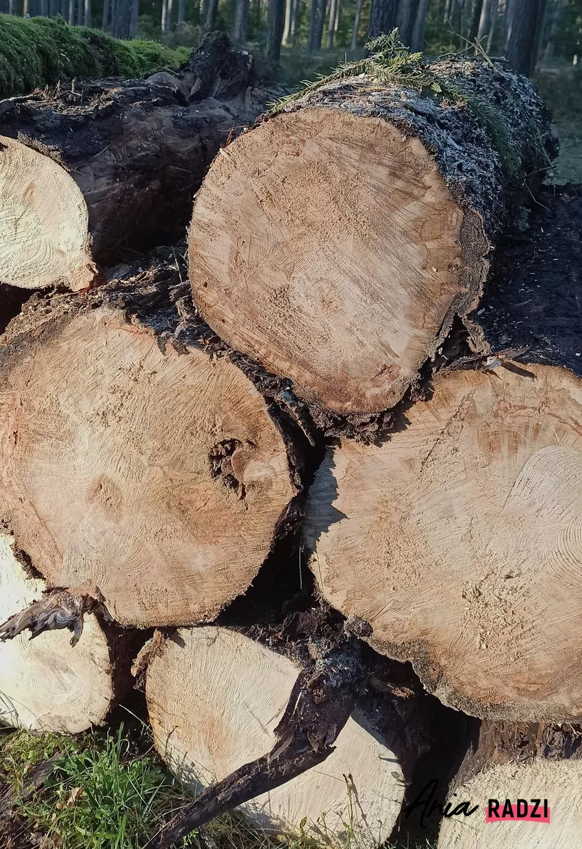 Drewno opałowe wykazuje wady niedopuszczalne dla drewna użytkowego