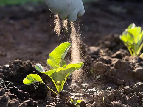 Gdzie wyrzucać popiół z pelletu?