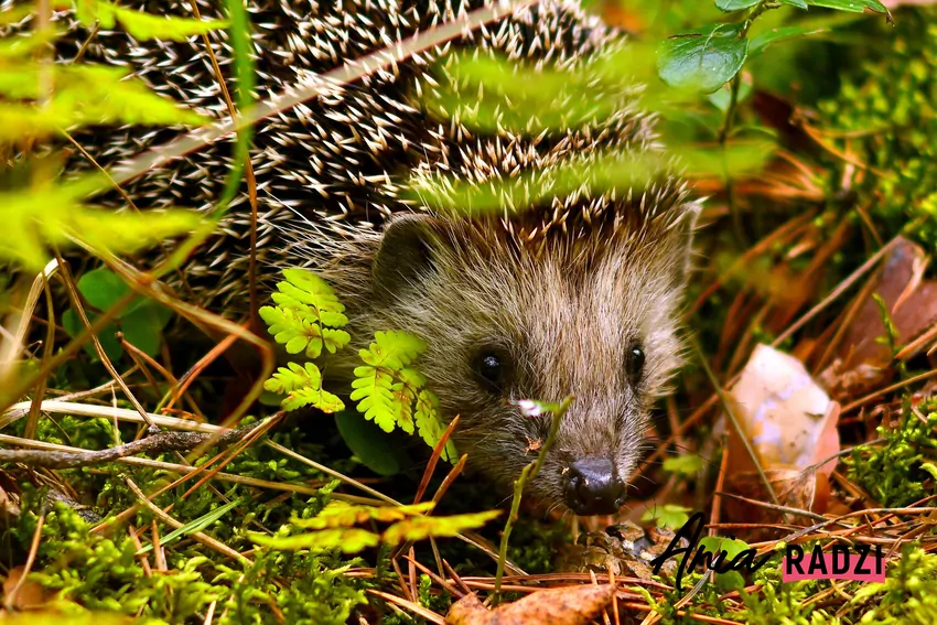 Nie podawaj mleka ani chleba, usuwaj resztki jedzenia i nie zakłócaj zwierzętom spokoju Mały jeż