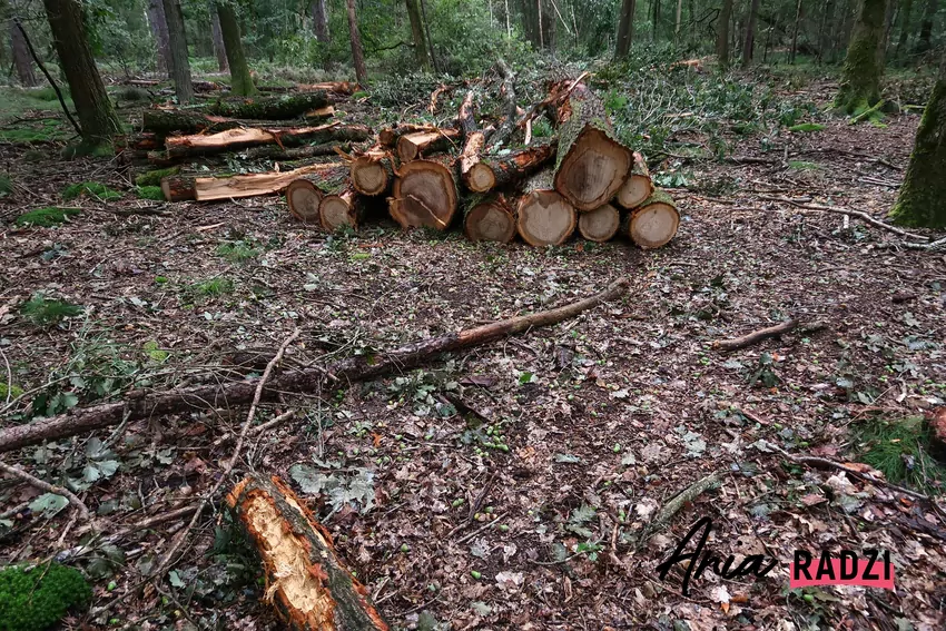 Ścięte drzewa w lesie