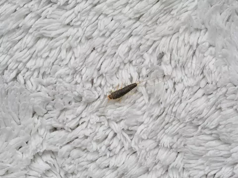 Domowy sposób narybiki