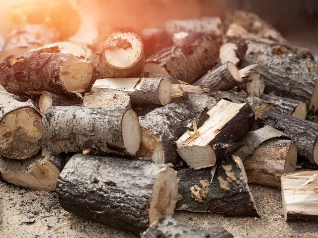 Drewno topoli a drewno grabu