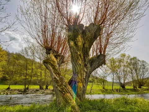 Wierzba energetyczna jako opał