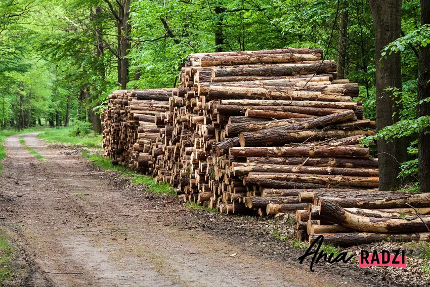 Ułożone, ścięte drewno opałowe w lesie