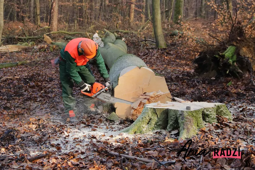 Ścinkę drzew należy zlecić wykwalifikowanym fachowcom