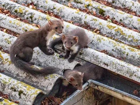 Zapach odstraszający kuny