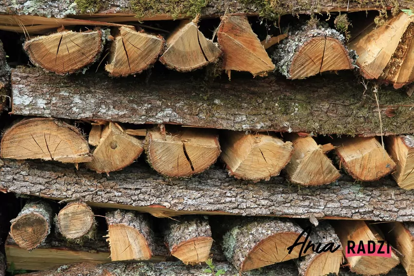 W suchym i przewiewnym miejscu drewno dębowe musi schnąć co najmniej dwa lata