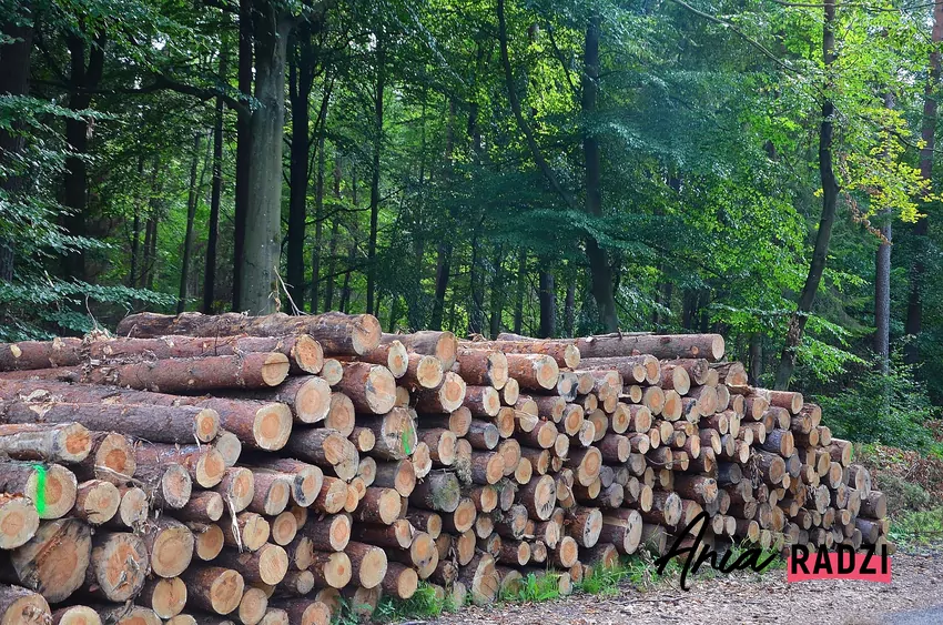 Ścięte drewno w lesie