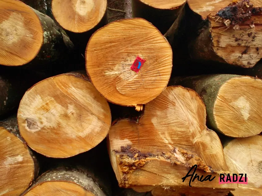 Świeżo ścięte drewno opałowe może zawierać aż 70% wilgoci, co zmniejsza jego wartość grzewczą Stos drewna średniowymiarowego bukowego