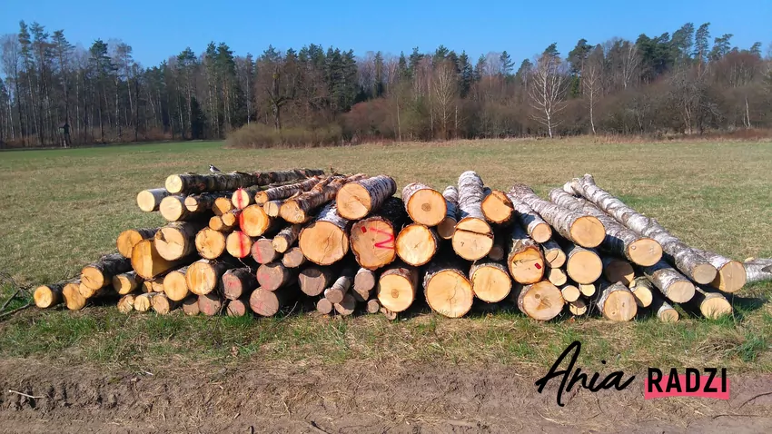 Sortowanie drewna według gatunku i długości wałków przygotowuje je do transportu z lasu. Stos drewna brzozowego do wywozu