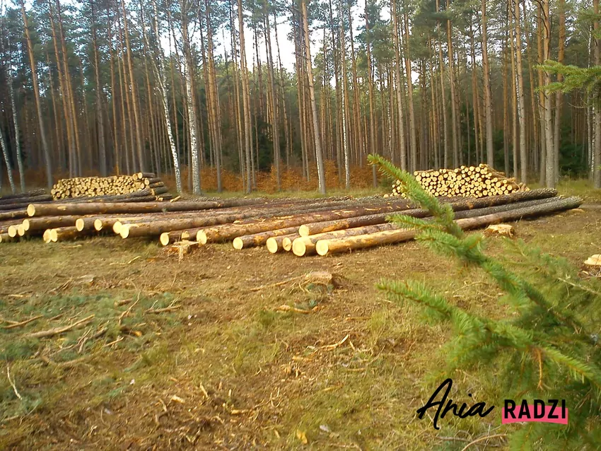 Obliczanie objętości pojedynczych sztuk drewna bazuje na przybliżeniu kształtu pnia do walca Stosy i dłużyce na zrębie