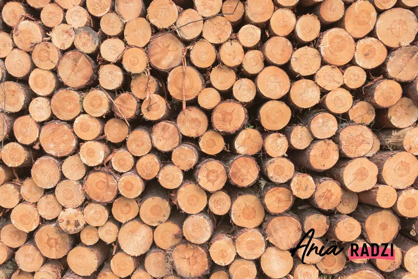 Sosna, świerk i jodła – drewno iglaste szybko się spala i osadza sadzę, Ścięta sosna