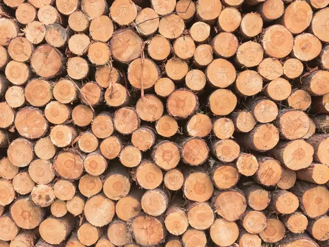 Czy warto palić drewnem iglastym w kominku?