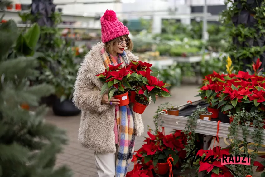 Kobieta kupuje gwiazdę betlejemską