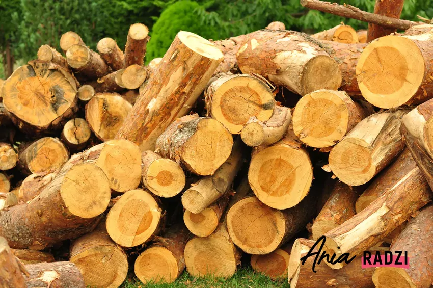 Drewno jarzębiny przygotowane do palenia