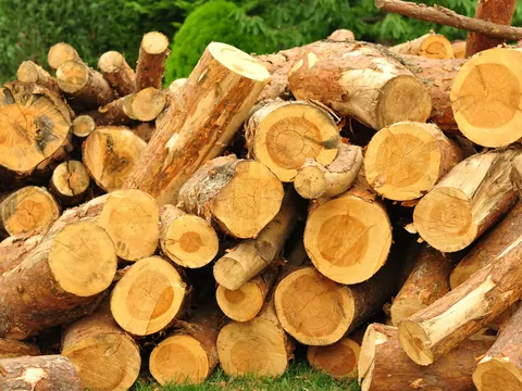 Drewno jarzębiny świetnie nadaje się do kominków