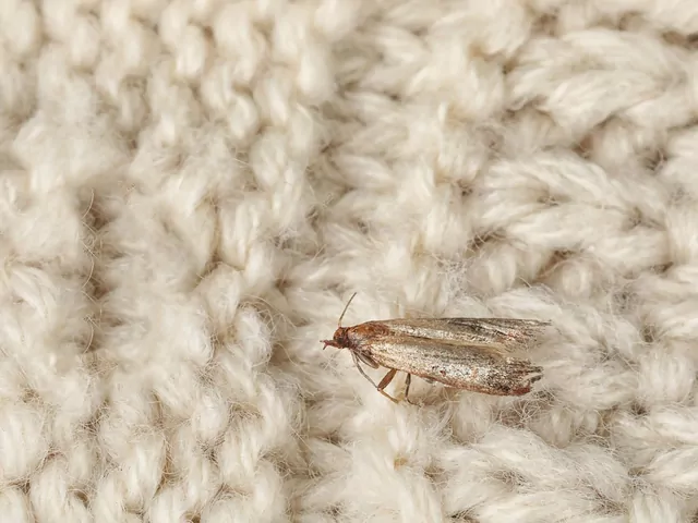 Naturalny sposób na mole