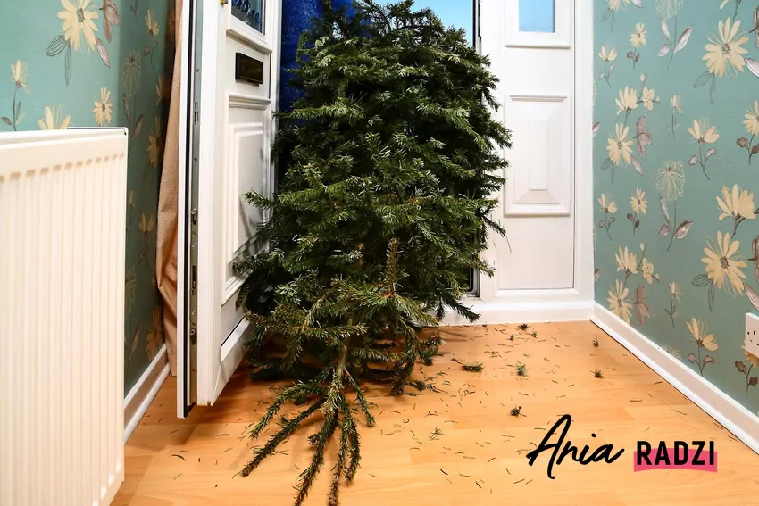 Wynoszenie choinki