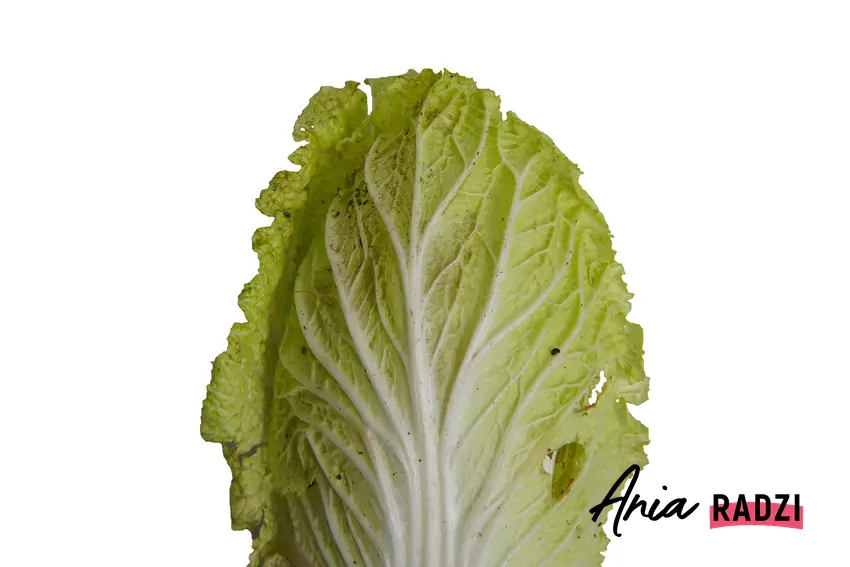 Kapusta pekińska z czarnymi plamkami