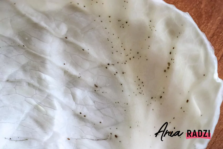 Plamistość pieprzowa na kapuście