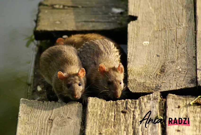 Szczury w podłodze