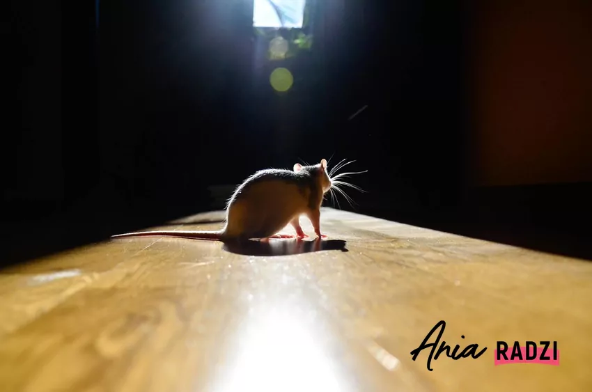 Szczur w apartamencie