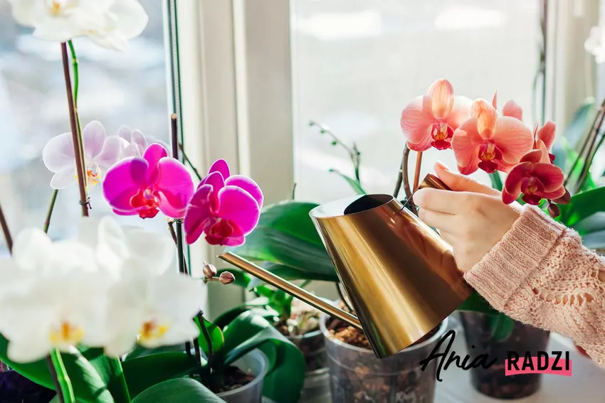 Kobieta podlewa storczyki