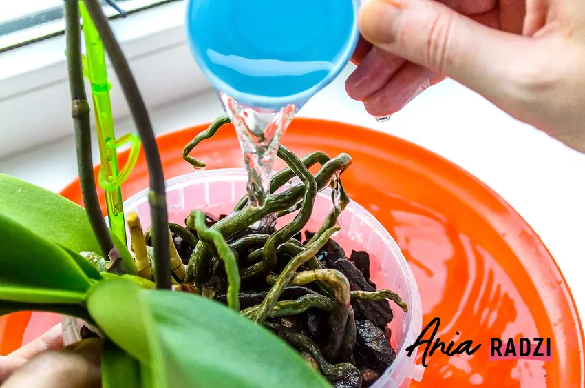 Podlewanie storczyków