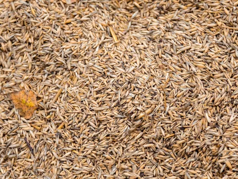 Owies do pieca na pellet