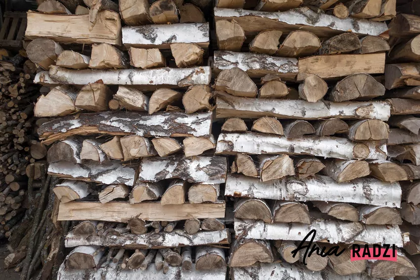 Korę brzozy można wykorzystać do rozpalania w kominku