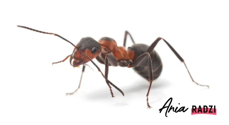 Ilustracja mrówki w domu