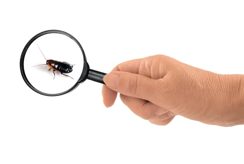 Jak wygląda karaluch i jak go nie pomylić z innymi nieproszonymi gośćmi w domu?