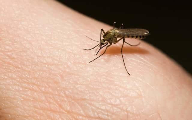 Co odstrasza komary? Preparaty, dźwięki, rośliny i inne sposoby na komary