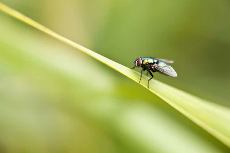 Co odstrasza muchy? Oto zapachy, rośliny i inne skuteczne preparaty