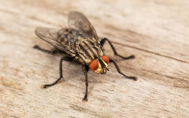 Jaki preparat na muchy jest najskuteczniejszy? Sprawdzamy!