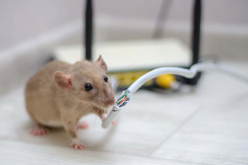 Deratyzacja krok po kroku - jak zwalczać szczury? Ceny, porady, środki deratyzacyjne