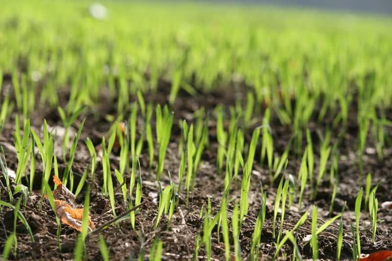 Kiedy i jak siać trawę? Prosty poradnik krok po kroku