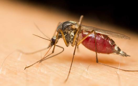 Ile żyje komar? Sprawdź, jaka jest długość życia popularnych owadów