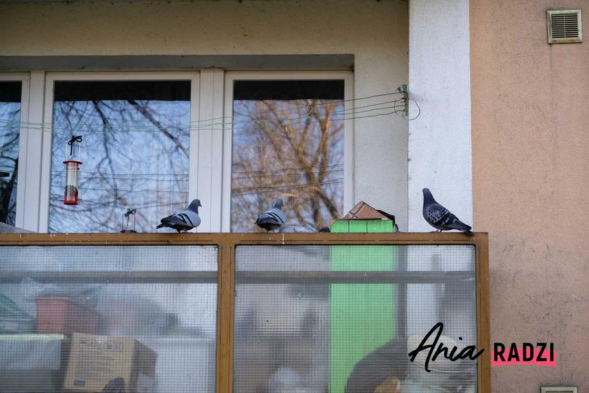 Gołębie na balkonie, a także odstraszacz gołębi na balkon i straszak na gołębie oraz porady jak odstraszyć gołębie