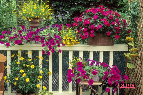 Jakie Kwiaty Na Balkon Wybrac Praktyczny Poradnik Dla Kazdego