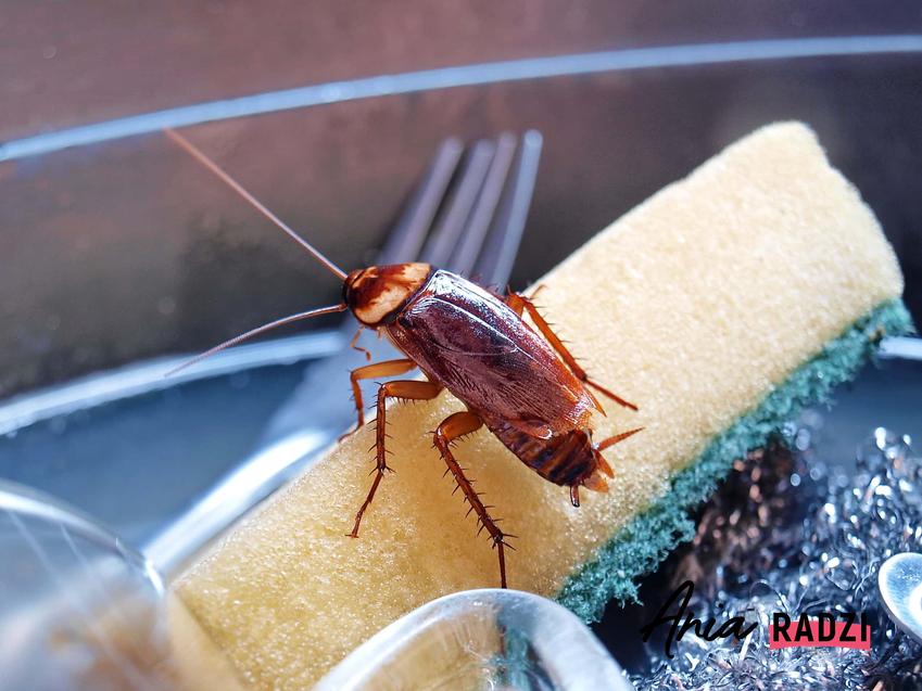 Karaluch w domu, karaczan jako domowy pasożyt, najprostsze sposoby na walkę z karaluchami i innymi robakami w domu