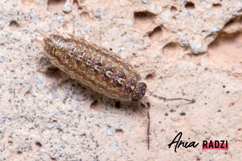 Robak chodzący po ścianie budynku, jak pozbyć się robaków z domu, jak rozpoznać czy w domu pojawiły się karaluchy lub inne owady