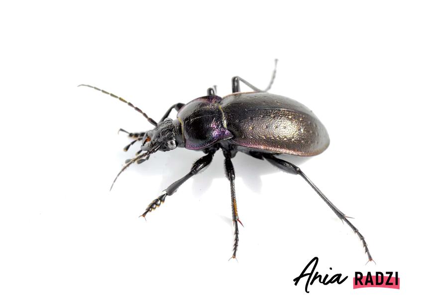 Biegacz gajowy, jakie są owady podobne do prusaków i karaluchów, jak zwalczać robaki domowymi sposobami