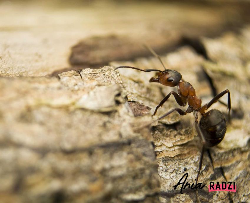 Mrówka na kamieniu, a także podpowiedzi, czy mrówki to owady - najważniejsze informacje